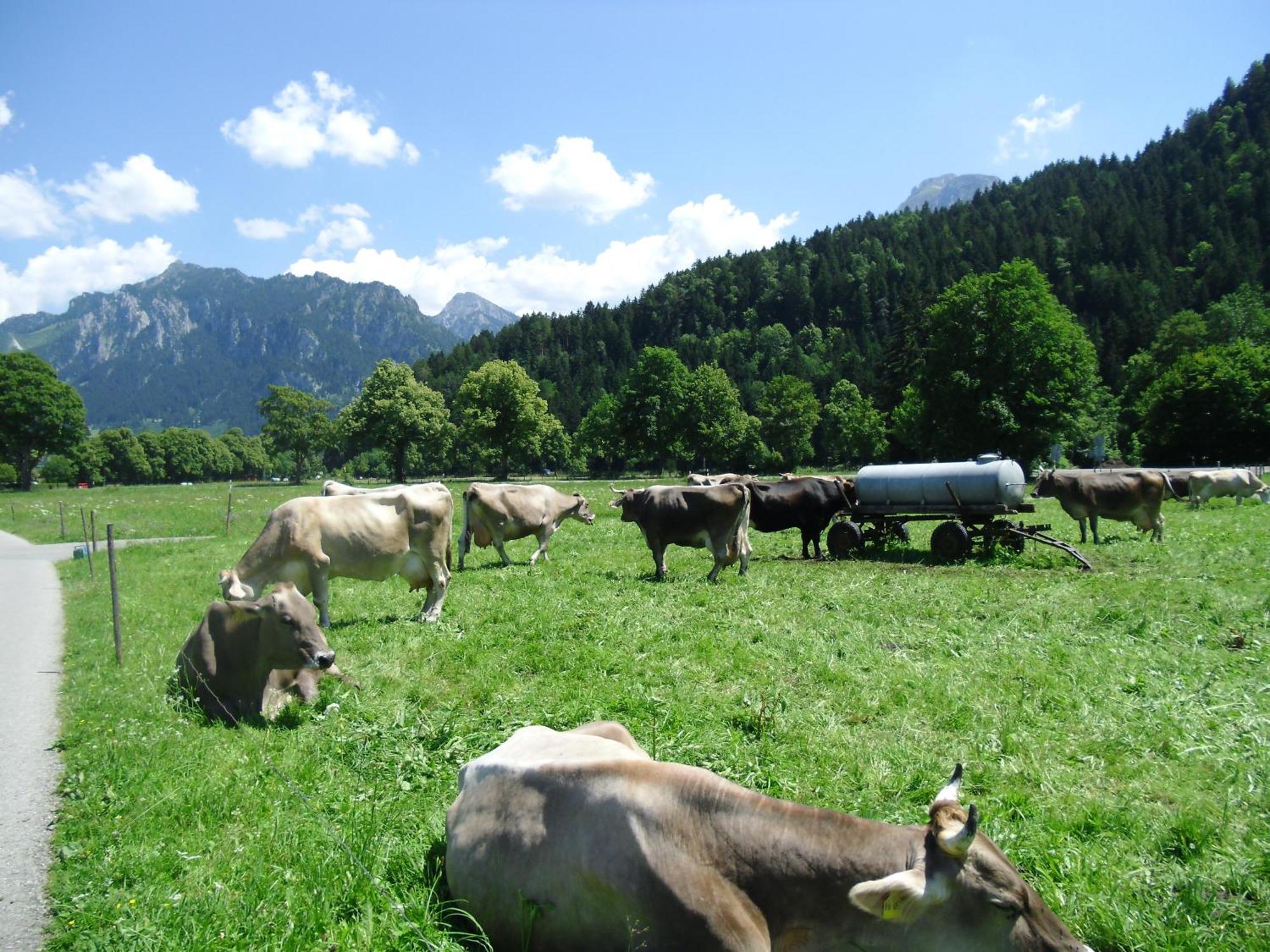 Casa Patrizia Appartement Schwangau Buitenkant foto
